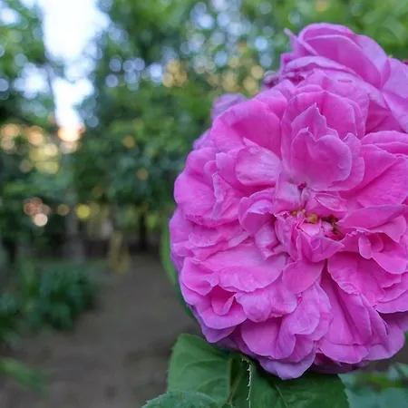 La Neffola Гостевой дом