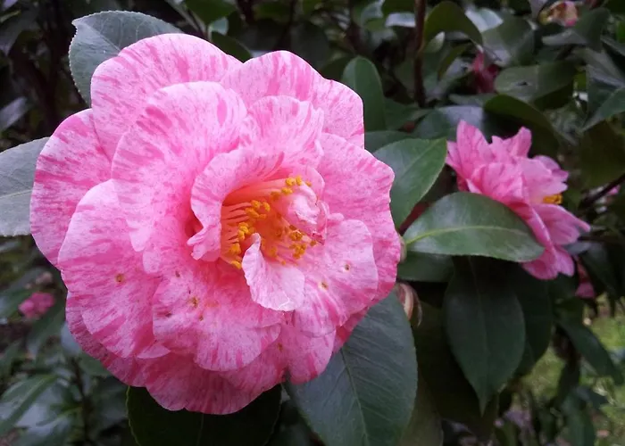 La Neffola Πανσιόν Σορέντο