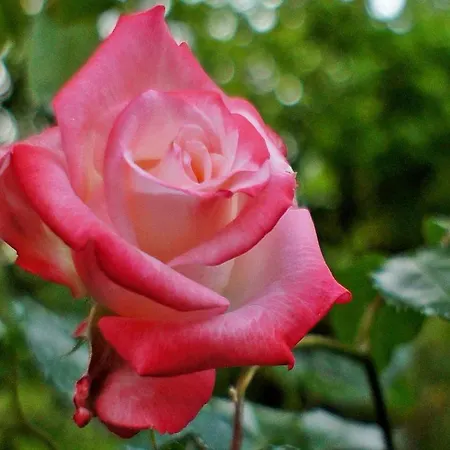 La Neffola ゲストハウス