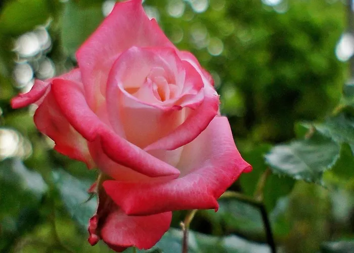 La Neffola Guest house