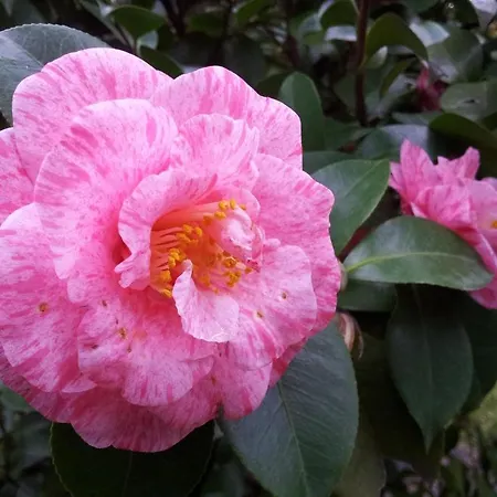 La Neffola بيت ضيافة سورينتو