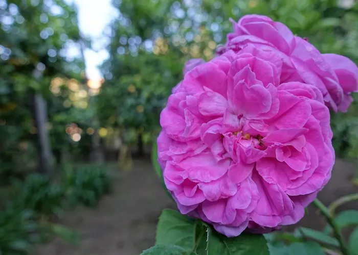 La Neffola Gæstehus